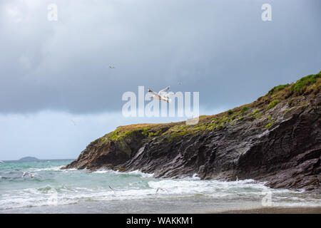 Gabbiani sorvolano le scogliere, North Cornwall, Regno Unito Foto Stock