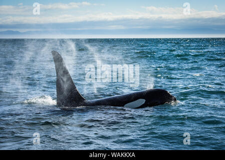 Diritto di Juan de Fuca, nello Stato di Washington, USA. Residente meridionale Killer Whale soffiaggio. Foto Stock