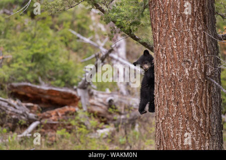 Stati Uniti d'America, Wyoming Yellowstone National Park. Black Bear Cub si arrampica pino. Credito come: Don Grall Jaynes / Galleria / DanitaDelimont.com Foto Stock