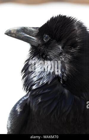 Stati Uniti d'America, Wyoming, il Parco Nazionale di Yellowstone, il Grand Canyon di Yellowstone. Un comune corvo imperiale (Corvus corax) appeso attorno a turisti per la speranza di una dispensa. Foto Stock