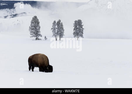 Stati Uniti d'America, Wyoming Yellowstone National Park. Bisonti americani (Bos bison) bull rovistando sotto la neve per erba con la Upper Geyser Basin in background. Foto Stock