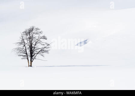 Stati Uniti d'America, Wyoming Yellowstone National Park. Hayden Valley. Un albero morto in piedi fortemente nel paesaggio innevato. Foto Stock