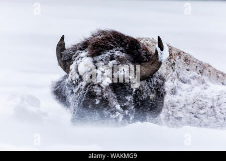 Stati Uniti d'America, Wyoming Yellowstone National Park. Bison bull coperto di neve battente come hunkers verso il basso. Foto Stock