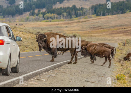 Parco Nazionale di Yellowstone, Wyoming negli Stati Uniti. Grande maschio bisonti americani auto bloccante di muoversi sull'autostrada. Foto Stock