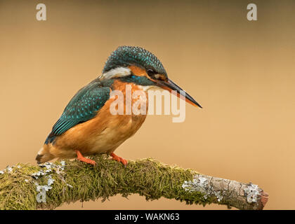 Il Martin pescatore femmina sul ramo di muschio Foto Stock