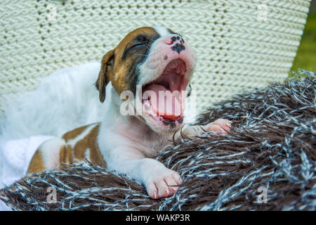 Sbadigliare piccolo cane boxer sulla coperta Foto Stock