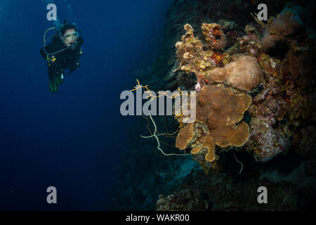 Diver esplora i coralli sulla barriera corallina in Bonaire, Antille olandesi Foto Stock