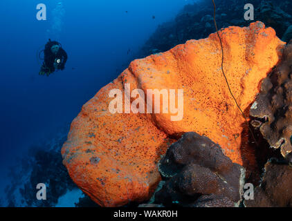 Diver si avvicina a orecchio di elefante su Coral reef in Bonaire, Antille olandesi Foto Stock