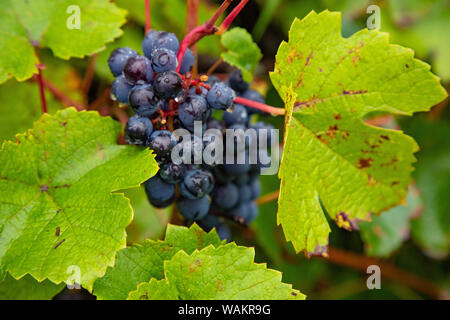 Mature uve nere su un ramo in giardino durante il raccolto autunnale Foto Stock