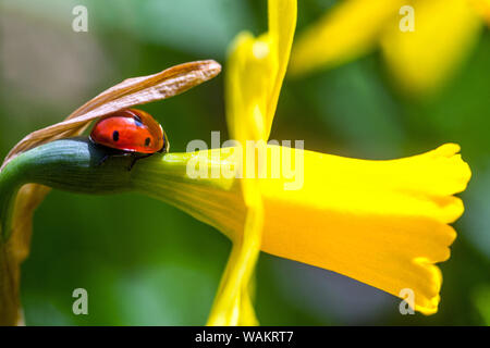 Coccinella su fiore, daffodil giallo primo piano ladybird Foto Stock