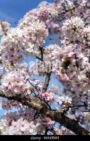 Kurile ciliegia "brillant', Prunus nipponica var. kurilensis Foto Stock