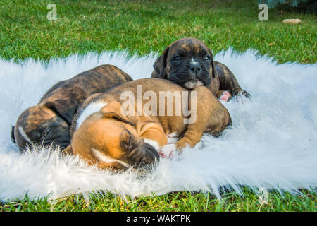 Tre cuccioli boxer su una coltre bianca Foto Stock