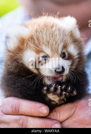 Dortmund, Germania. 21 Ago, 2019. Un detentore di animali è titolare di uno dei due ancora nameless gemelli del piccolo panda (Ailurus fulgens) nelle mani. Lo Zoo di Dortmund presenta per la prima volta la prole del piccolo panda: Dal 2004 la pandas abitano il complesso dello zoo in Dortmund Zoo. Esse sono tra le preferite dal pubblico. Credito: Guido Kirchner/dpa/Alamy Live News Foto Stock