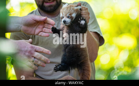 Dortmund, Germania. 21 Ago, 2019. Un detentore di animali è titolare di uno dei due ancora nameless gemelli del piccolo panda (Ailurus fulgens) nelle mani. Lo Zoo di Dortmund presenta per la prima volta la prole del piccolo panda: Dal 2004 la pandas abitano il complesso dello zoo in Dortmund Zoo. Esse sono tra le preferite dal pubblico. Credito: Guido Kirchner/dpa/Alamy Live News Foto Stock