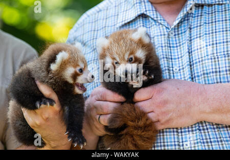 Dortmund, Germania. 21 Ago, 2019. Animale-keepers tenere le due ancora nameless gemelli del piccolo panda (Ailurus fulgens) nelle mani. Lo Zoo di Dortmund presenta per la prima volta la prole del piccolo panda: Dal 2004 la pandas abitano il complesso dello zoo in Dortmund Zoo. Esse sono tra le preferite dal pubblico. Credito: Guido Kirchner/dpa/Alamy Live News Foto Stock