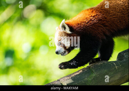 Dortmund, Germania. 21 Ago, 2019. Le otto-anno-vecchio piccolo panda tintinnio madre (Ailurus fulgens), che diede i natali a due gemelli di cinque settimane fa, effettua il roaming selezionando il suo involucro a Dortmund Zoo. Lo Zoo di Dortmund presenta per la prima volta la prole del piccolo panda: Dal 2004 la pandas abitano il complesso dello zoo in Dortmund Zoo. Esse sono tra le preferite dal pubblico. Credito: Guido Kirchner/dpa/Alamy Live News Foto Stock