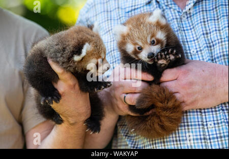 Dortmund, Germania. 21 Ago, 2019. Animale-keepers tenere le due ancora nameless gemelli del piccolo panda (Ailurus fulgens) nelle mani. Lo Zoo di Dortmund presenta per la prima volta la prole del piccolo panda: Dal 2004 la pandas abitano il complesso dello zoo in Dortmund Zoo. Esse sono tra le preferite dal pubblico. Credito: Guido Kirchner/dpa/Alamy Live News Foto Stock