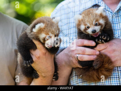 Dortmund, Germania. 21 Ago, 2019. Animale-keepers tenere le due ancora nameless gemelli del piccolo panda (Ailurus fulgens) nelle mani. Lo Zoo di Dortmund presenta per la prima volta la prole del piccolo panda: Dal 2004 la pandas abitano il complesso dello zoo in Dortmund Zoo. Esse sono tra le preferite dal pubblico. Credito: Guido Kirchner/dpa/Alamy Live News Foto Stock