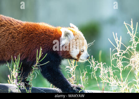 Dortmund, Germania. 21 Ago, 2019. Le otto-anno-vecchio piccolo panda tintinnio madre (Ailurus fulgens), che diede i natali a due gemelli di cinque settimane fa, effettua il roaming selezionando il suo involucro a Dortmund Zoo. Lo Zoo di Dortmund presenta per la prima volta la prole del piccolo panda: Dal 2004 la pandas abitano il complesso dello zoo in Dortmund Zoo. Esse sono tra le preferite dal pubblico. Credito: Guido Kirchner/dpa/Alamy Live News Foto Stock