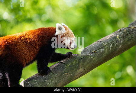 Dortmund, Germania. 21 Ago, 2019. Le otto-anno-vecchio piccolo panda tintinnio madre (Ailurus fulgens), che diede i natali a due gemelli di cinque settimane fa, effettua il roaming selezionando il suo involucro a Dortmund Zoo. Lo Zoo di Dortmund presenta per la prima volta la prole del piccolo panda: Dal 2004 la pandas abitano il complesso dello zoo in Dortmund Zoo. Esse sono tra le preferite dal pubblico. Credito: Guido Kirchner/dpa/Alamy Live News Foto Stock