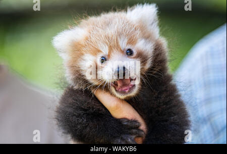 Dortmund, Germania. 21 Ago, 2019. Un detentore di animali è titolare di uno dei due ancora nameless gemelli del piccolo panda (Ailurus fulgens) nelle mani. Lo Zoo di Dortmund presenta per la prima volta la prole del piccolo panda: Dal 2004 la pandas abitano il complesso dello zoo in Dortmund Zoo. Esse sono tra le preferite dal pubblico. Credito: Guido Kirchner/dpa/Alamy Live News Foto Stock