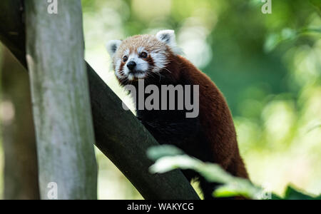 Dortmund, Germania. 21 Ago, 2019. Le otto-anno-vecchio piccolo panda tintinnio madre (Ailurus fulgens), che diede i natali a due gemelli di cinque settimane fa, effettua il roaming selezionando il suo involucro a Dortmund Zoo. Lo Zoo di Dortmund presenta per la prima volta la prole del piccolo panda: Dal 2004 la pandas abitano il complesso dello zoo in Dortmund Zoo. Esse sono tra le preferite dal pubblico. Credito: Guido Kirchner/dpa/Alamy Live News Foto Stock