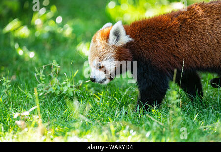 Dortmund, Germania. 21 Ago, 2019. Le otto-anno-vecchio piccolo panda tintinnio madre (Ailurus fulgens), che diede i natali a due gemelli di cinque settimane fa, effettua il roaming selezionando il suo involucro a Dortmund Zoo. Lo Zoo di Dortmund presenta per la prima volta la prole del piccolo panda: Dal 2004 la pandas abitano il complesso dello zoo in Dortmund Zoo. Esse sono tra le preferite dal pubblico. Credito: Guido Kirchner/dpa/Alamy Live News Foto Stock