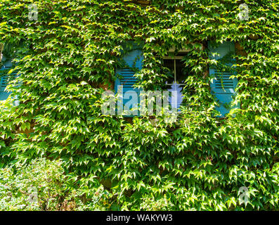La parete dell'edificio è coperta di viti. Foglie verdi fresche. Persiane blu. Piante di arrampicata verde. Foto Stock