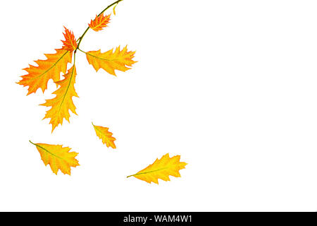 Creative autunno composizione fatta di giallo rosso foglie e rami su sfondo bianco, isolata. Foto Stock