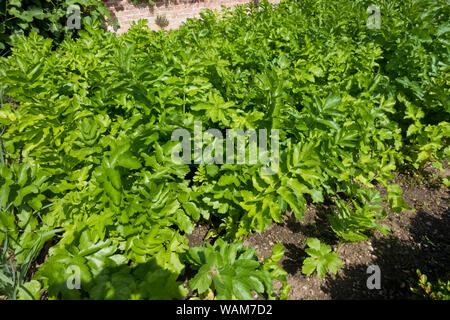 Parsnips White Gem parsnip piante (pastinaca sativa) che crescono su un giardino di assegnazione in estate Inghilterra Regno Unito GB Gran Bretagna Foto Stock