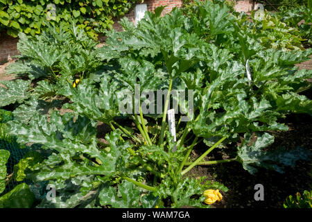 Zucchine zucchine zucchine (curcurbita) piante a righe italiane pianta che cresce su un lotto di giardino di verdure d'assegnazione Inghilterra Regno Unito GB Gran Bretagna Foto Stock