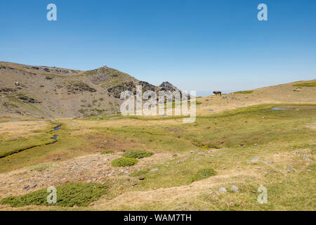 Praterie Alpine a Borreguiles de San Juan, Parco Nazionale Sierra Nevada a 2500m altitud. Granada/ Andalusia, Spagna. Foto Stock