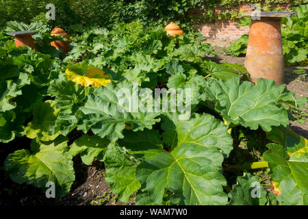 Primo piano di piante di rabarbaro e vasi di cloche di argilla per forzare la coltivazione precoce di rabarbaro su un terreno di giardino di allotment Inghilterra Regno Unito Gran Bretagna Foto Stock