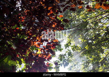 Nel tardo pomeriggio i raggi di sole che splende attraverso il fumo e le foglie dal Pompon Tree (Dais cotinifolia) e fioritura Susino (Prunus cerasifera) lascia Foto Stock