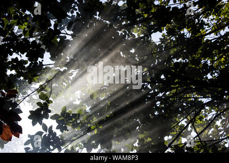 Nel tardo pomeriggio i raggi di sole che splende attraverso il fumo e le foglie di un albero di pompon (Dais cotinifolia) Foto Stock