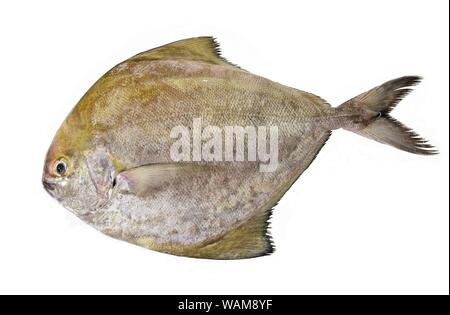 Nero pesce pomfret isolati su sfondo bianco, pesci di mare specie in Thailandia Foto Stock