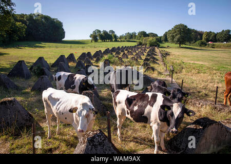 Le trappole del serbatoio della linea Siegfried Schmithof vicino a sud di Aquisgrana, mucche, Renania settentrionale-Vestfalia (Germania). Panzersperren des Westwall bei Schmith Foto Stock