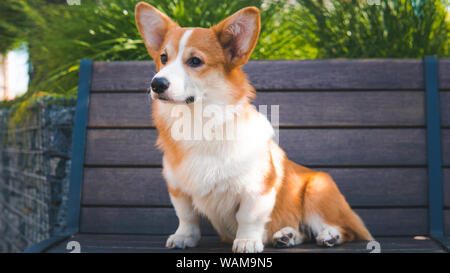 Ritratto di un grazioso cucciolo Corgi Pembroke sulla panchina del parco. Felice cane Corgi close-up Foto Stock