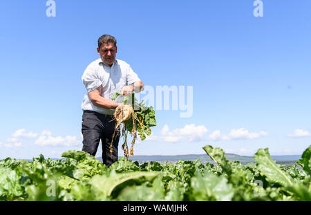 21 agosto 2019, Baden-Wuerttemberg, Vaihingen/Enz: agricoltore Eberhard Zucker tira una barbabietola da zucchero al di fuori del terreno durante la conferenza stampa del Baden-Württemberg associazione di agricoltori sul raccolto 2019 equilibrio. Dopo alcune difficoltà di avviamento in autunno, gli agricoltori ritengono che i seminativi hanno fatto un buon inizio per il 2019. Foto: Edith Geuppert/dpa Foto Stock