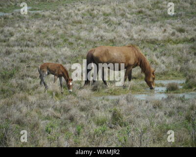 Cavalli selvaggi, Assateague National Seashore Foto Stock