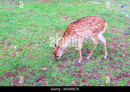 Fawn dal sacro cervi di Nara, Nara-Shi in Giappone. Il cervo sono sika cervo (Cervus nippon) noto anche come il cervo macchiato o il giapponese cervi. Foto Stock