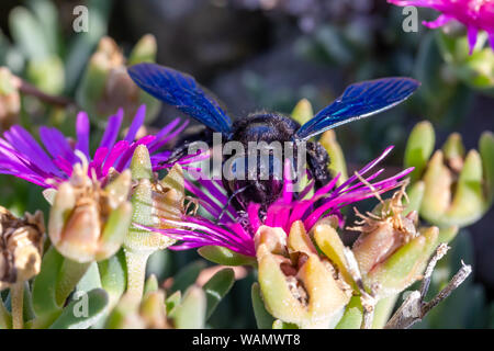 Violetta Carpenter bee (Xylocopa violacea) alimentando il nettare dai fiori di colore rosa di Carpobrotus le piante succulente in Toscana, Italia Foto Stock