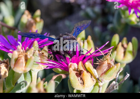 Violetta Carpenter bee (Xylocopa violacea) alimentando il nettare dai fiori di colore rosa di Carpobrotus le piante succulente in Toscana, Italia Foto Stock