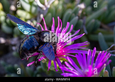 Violetta Carpenter bee (Xylocopa violacea) alimentando il nettare dai fiori di colore rosa di Carpobrotus le piante succulente in Toscana, Italia Foto Stock