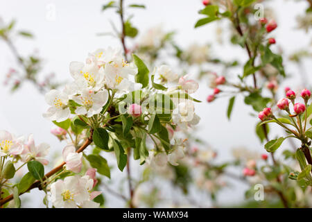 Apple Blossom, bello sfondo a molla. fiori bianchi sui rami. Foto Stock