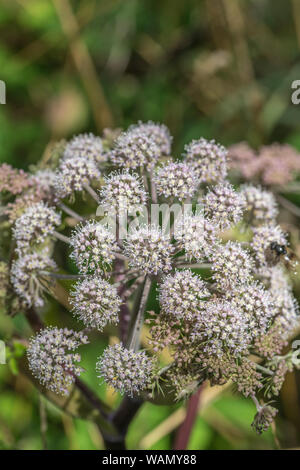 Macro Close-up shot di fiori selvatici / Angelica Angelica sylvestris crescere in terreno paludoso. Pianta medicinale usato una volta per rimedi a base di erbe. Foto Stock