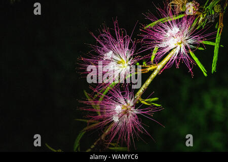 Costa Rica mimosa (Albizia julibrissin) fiori su albero Foto Stock