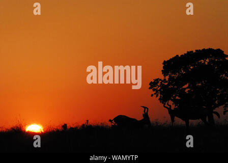 Un sunrise safari acquisisce Hartebeest maschio antilopi sfidandosi per diritti di accoppiamento in Sud Africa. Foto Stock