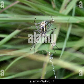 Femmina grande wasp spider siede sul suo web aspettando victime a mangiare, close-up, macro. Foto Stock