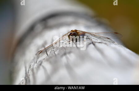 Dragonfly siede sul palo di legno macro Foto Stock